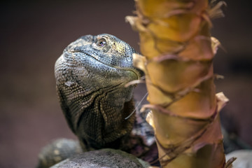 rock monitor (Varanus albigularis), white-throated monitor
