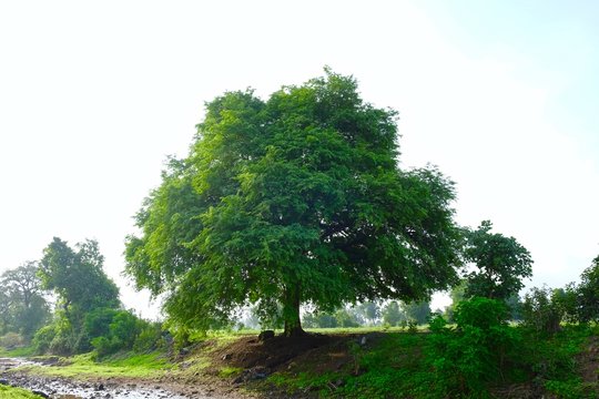 Tamarindus indica tree