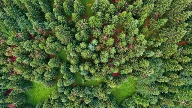 Aerial top down view of forest and trees. Fly above pine trees in summer. Green fresh nature, beautiful look to plants and bushes on meadow and forest.