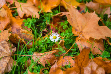 Early autumn scene. Close-up of a small daisy flower among green grass and yellow and orange autumn leaves lying on the ground