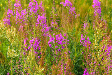 Meadow of blossom willow-herb. Field of pink blooming sally flowers.