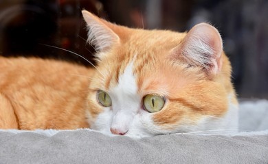 Focused Close-up Cat