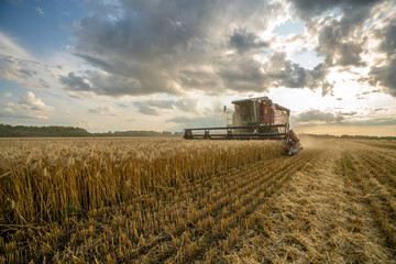 harvester removes wheat field on the background of the sunset cloudy sky
