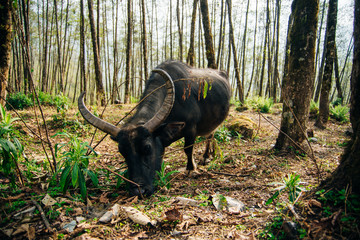 A group of water buffalo grazing in a clearing along the Mardi Himal trek.