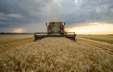 harvester removes wheat field on the background of the sunset cloudy sky