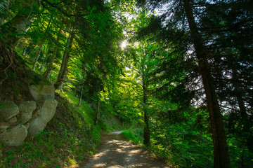 Obraz premium Landschaft am Lac de Schiessrothried in den Vogesen