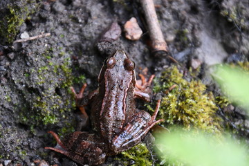 Frog in the forrest 