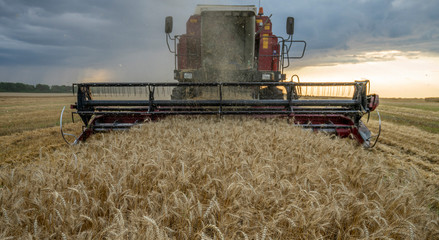 Fototapeta na wymiar harvester removes wheat field on the background of the sunset cloudy sky