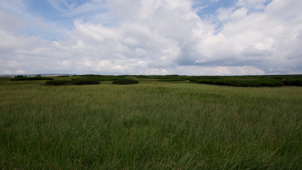 Green plains overgrown with grass in the Karkonosze National Park in the Sudety Mountains