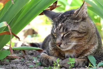 Naklejka na ściany i meble cat enjoying the shade 