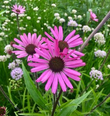 Purple Daisies in a garden