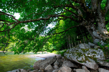 Lac de Schiessrothried in den Vogesen in Frankreich