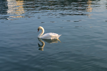 swan on the river,bird, water, lake, white, nature, animal, wildlife,summer,elegance, swimming,