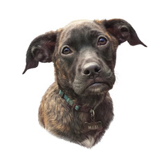 Obraz premium Cute small puppy isolated on white background. Animal collection: Dogs. Watercolor Dog Portrait - Hand Painted Illustration of Pets. Art background for design of banner, T-shirt