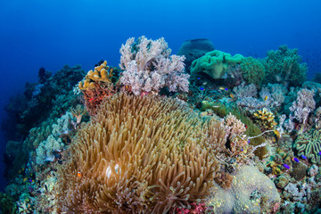 Fototapeta na wymiar Tropical fish and corals on a beautiful tropical coral reef in Bohol, Philippines