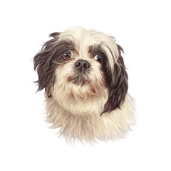 Portrait of a small domestic dog isolated on white background. Toy or Miniature Poodle. Cute puppy. Watercolor hand drawn pet illustration. Animal art collection: Dogs. Good for print T shirt, pillow