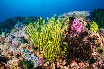 Colorful feather stars and soft corals on a reef inside the Coral Triangle in South East Asia