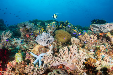 Tropical fish around a colorful, healthy coral reef in the Coral Triangle (Philippines)