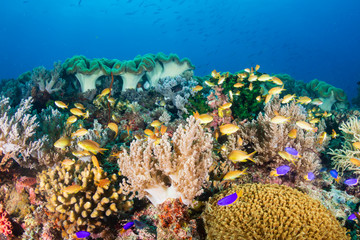 Fototapeta na wymiar Tropical fish around a colorful, healthy coral reef in the Coral Triangle (Philippines)