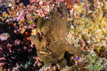 A well hidden Frogfish on a coral reef in the Philippines