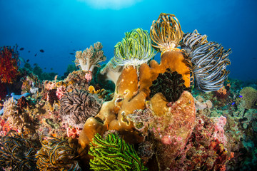 Feather stars and soft corals on a healthy reef in Bohol, Philippines