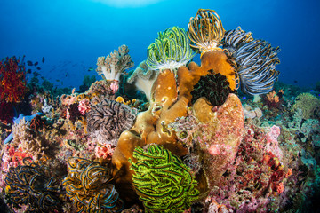 Beautifully colored Crinoids and soft corals on a thriving coral reef in the Philippines