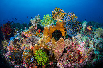 Colorful feather stars and soft corals on a reef inside the Coral Triangle in South East Asia
