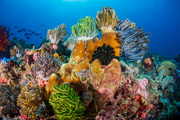Beautifully colored Crinoids and soft corals on a thriving coral reef in the Philippines