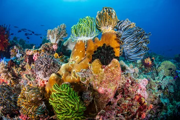  Prachtig gekleurde Crinoids en zachte koralen op een bloeiend koraalrif in de Filippijnen © whitcomberd