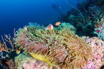 Skunk Clownfish on a tropical coral reef with background SCUBA diver