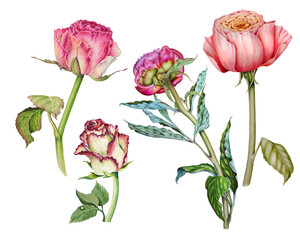 Obraz premium Set of watercolor illustrations depicting delicate roses and peonies