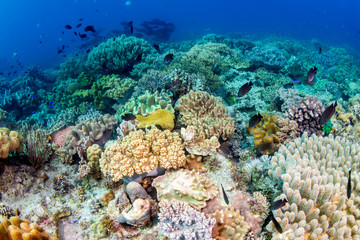 Plakat Tropical fish around a colorful, healthy coral reef in the Coral Triangle (Philippines)