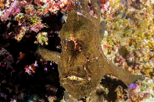 A well hidden Frogfish on a coral reef in the Philippines