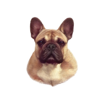 French bulldog isolated on white background. Realistic Portrait of a Boxer dog. Hand Painted Illustration of Pets. Watercolor Animal collection: Dogs. Good for print of t shirt, pillow. Art background