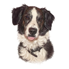 Realistic Portrait of Black And White Border Collie Dog. Head of a cute puppy isolated on white background. Animal art collection: Dogs. Hand Painted Illustration of Pet. Design template