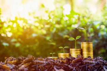 Long-term investment or making money with the right concepts. A plant growth on stack of coins on good soil with sunlight and green nature as background. Depicts a standing and stable investment.