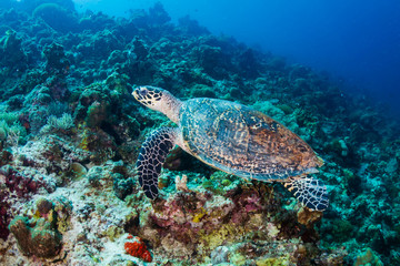 Hawksbill Sea Turtle on a tropical coral reef in the Philippines