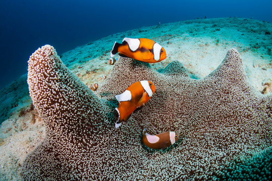 A family of beautiful Saddleback Clownfish (Amphiprion polymnus) in a carpet anemone on a coral reef in Asia