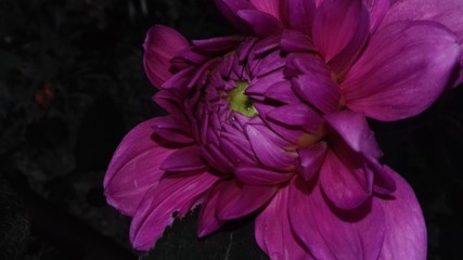 closeup of open purple flower