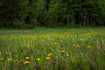 Wildflowers in the open meadow