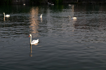 swan on the river,water, bird, lake, white, nature,wildlife,summer,animals, beauty, wild, beautiful,