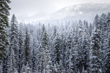 Winter in the Summer