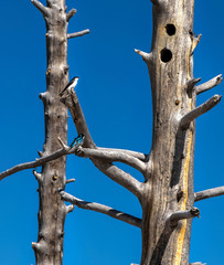 Blue bird perched on tree