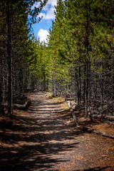 forested trail