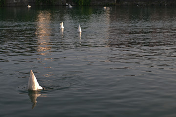 swan on the river,white, animal, wildlife,landscape, birds, summer,reflection, calm,