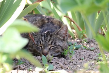 Naklejka na ściany i meble Cat sleeping in the shade