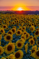 crimson sunset over the field of flowering sunflower