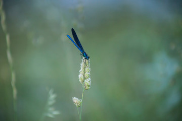 blue dragonfly in a meadow