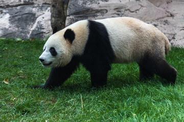 Obraz premium Panda or bamboo bear is one of the cutest and funniest animals in the world.