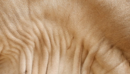 Close up brown fur and wrinkle pattern of American Brahman cow's skin (dewlap) 